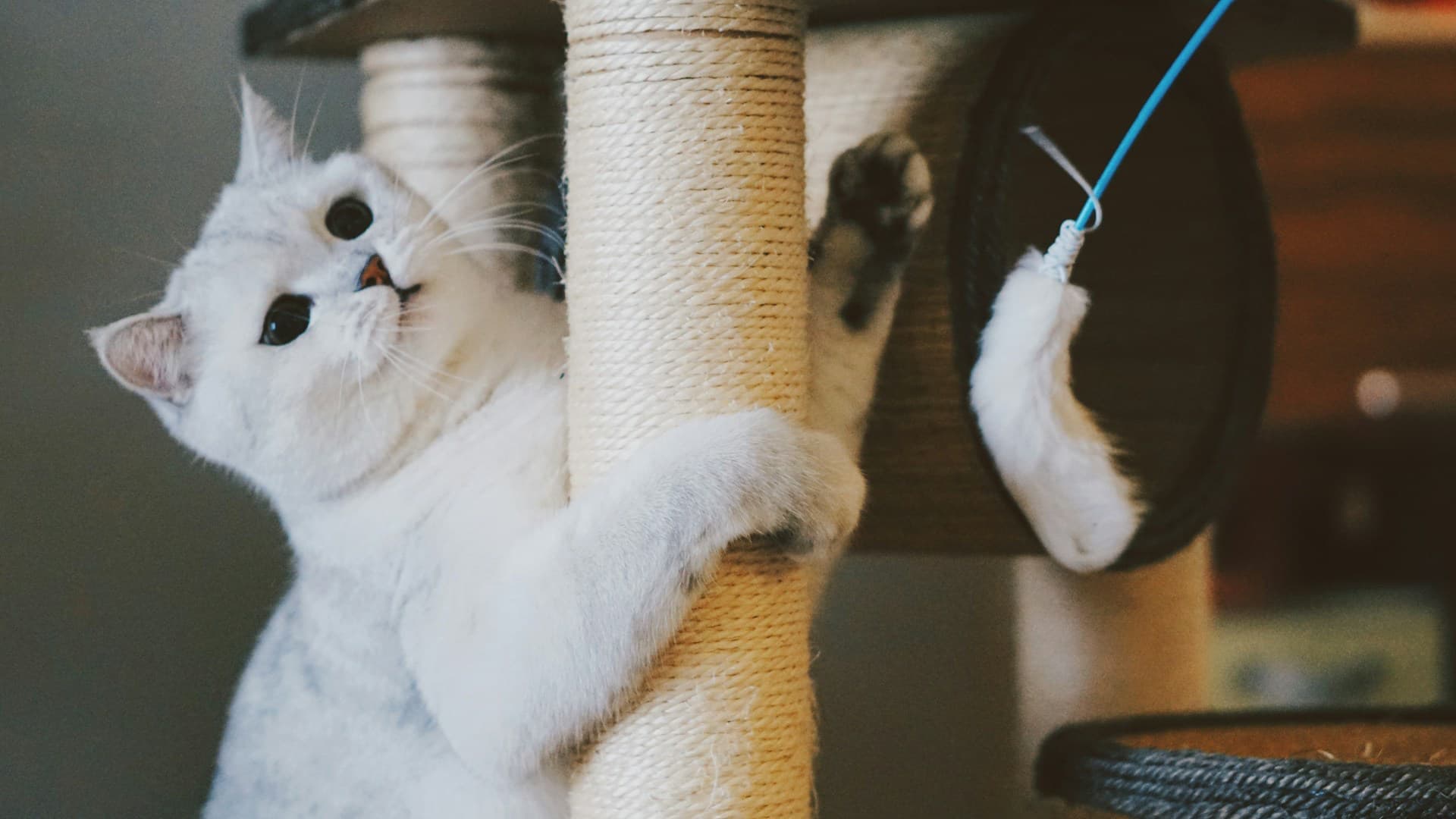 cat using scratching post