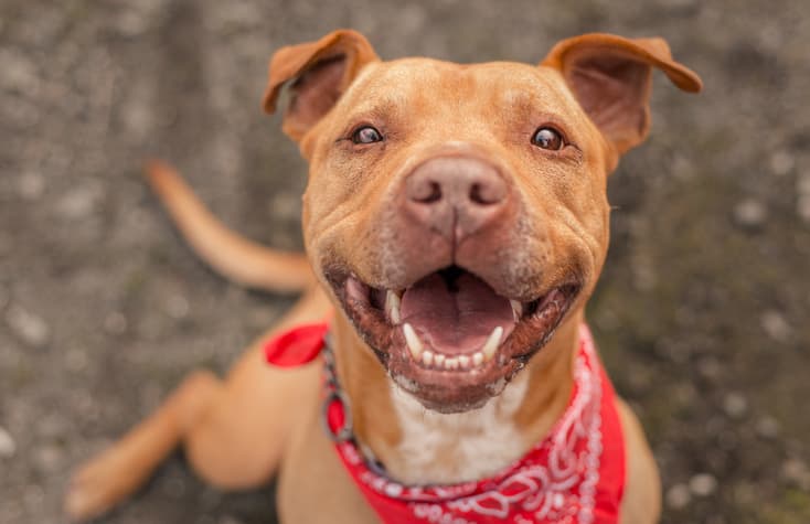 adopting a pit bull