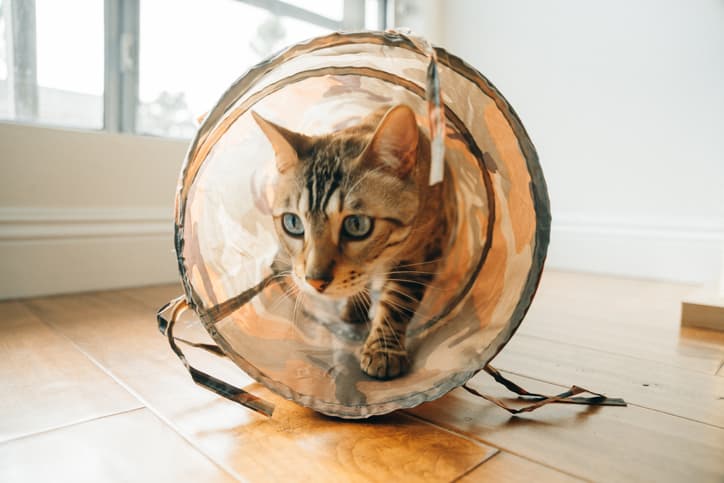 cat agility as cat goes through tunnel