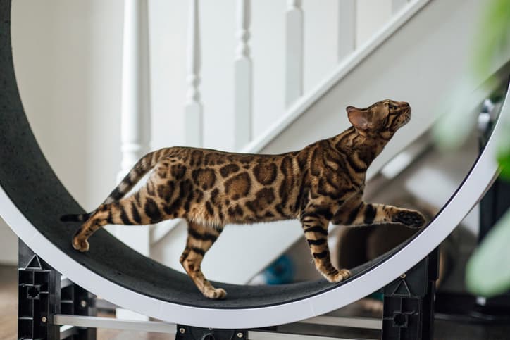 cat exercises