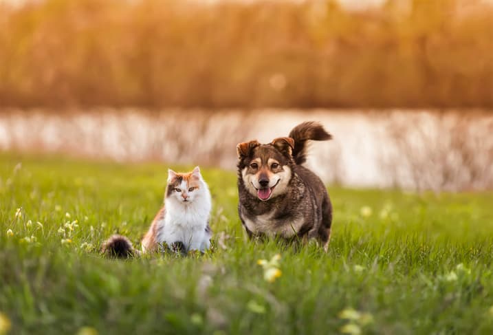 cute pets on grass and calculating dog and cat years in human terms