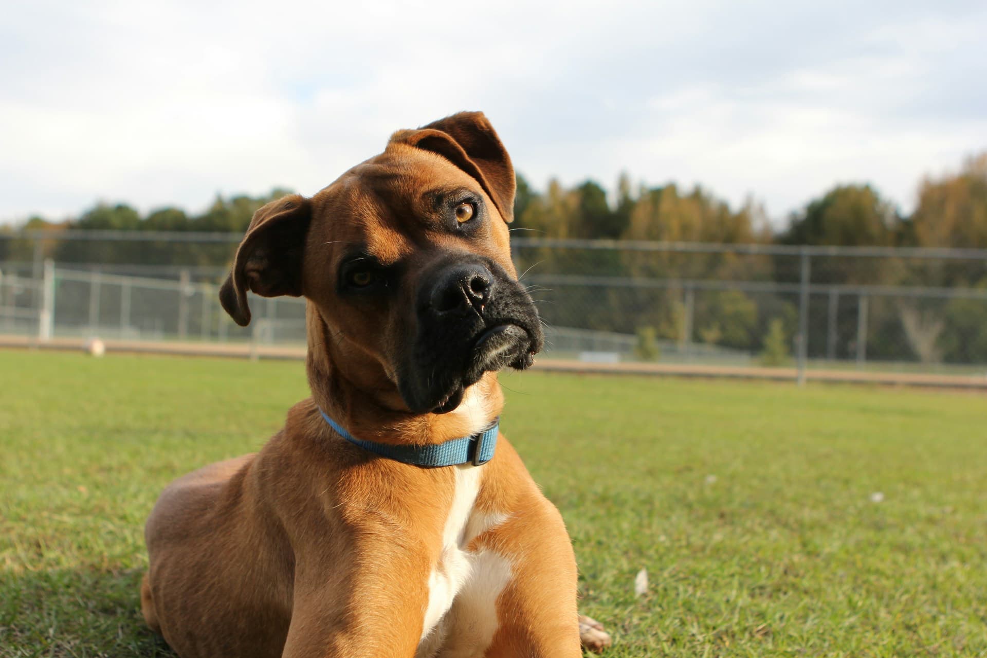 Dog with head tilt understanding canine vocabulary