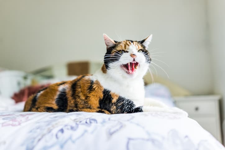 aggressive cat behavior