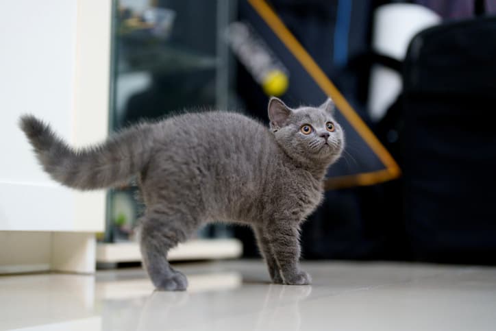 piloerection in pets such as a cat