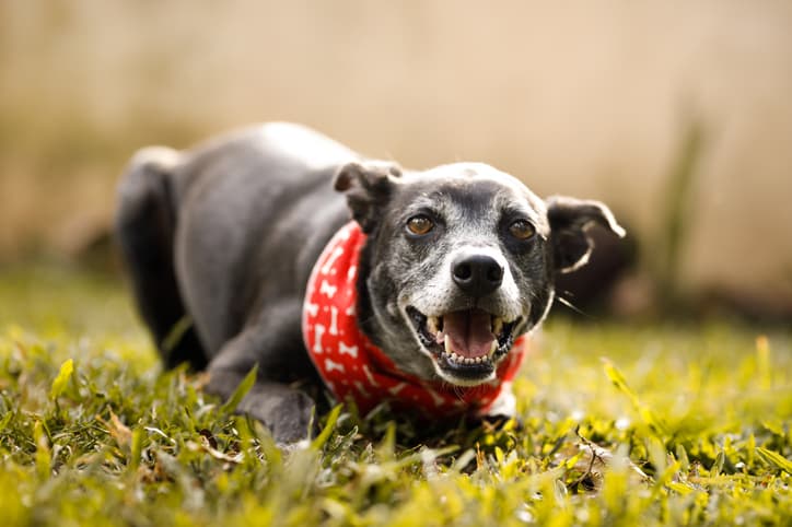 cute photo of happy senior dog health
