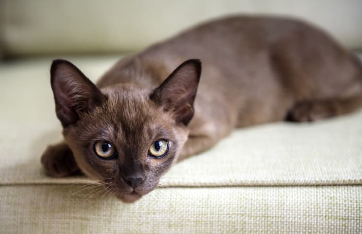 can cats eat chocolate