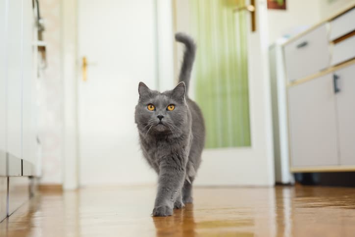 poison-proof your cat home