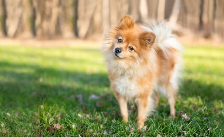 treating cuterebra infestations in pets as dog tilts head