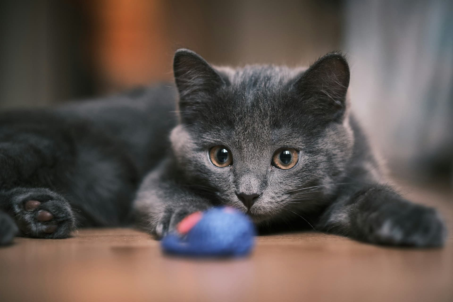 cat playing with a mouse toy