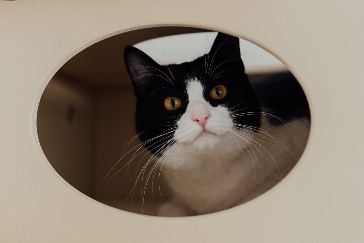non-clumping litter for kittens
