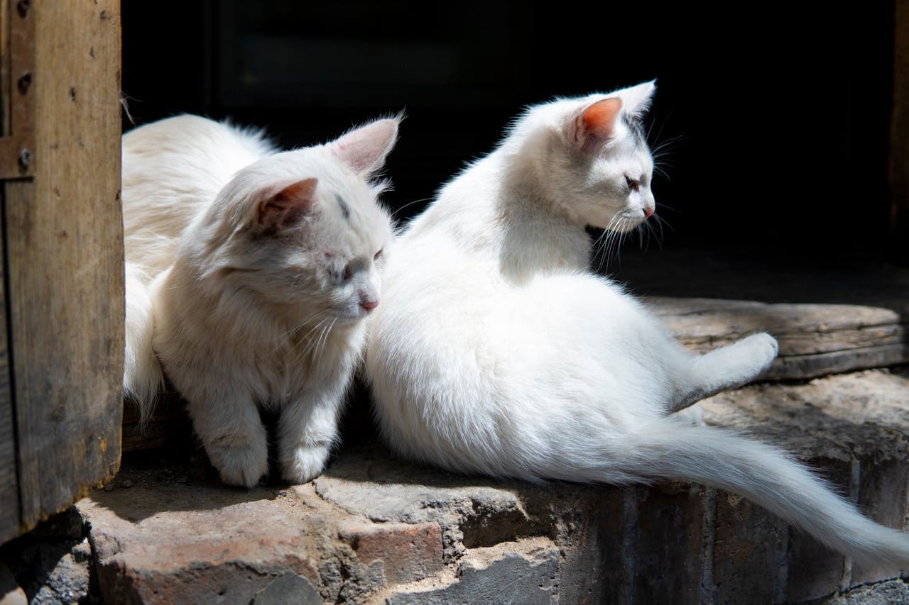 can cats sense death