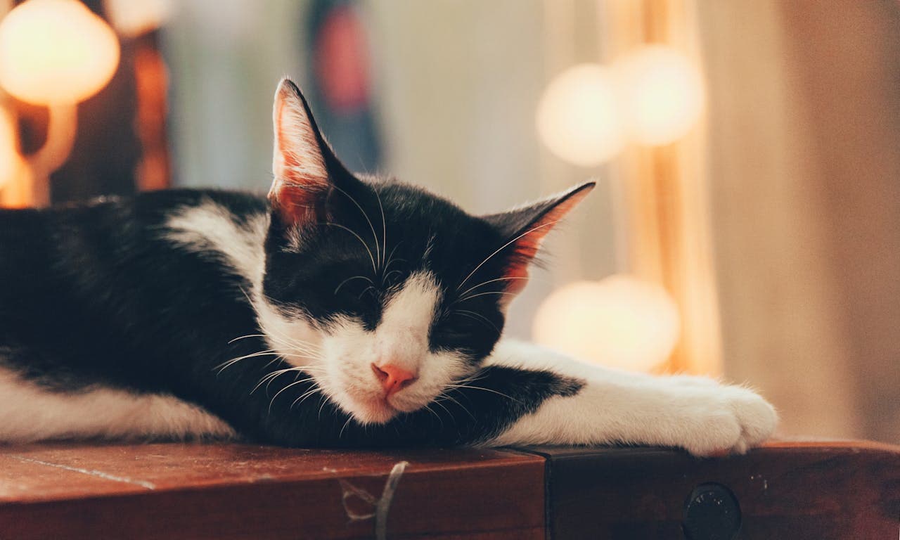 how to keep your cat quiet