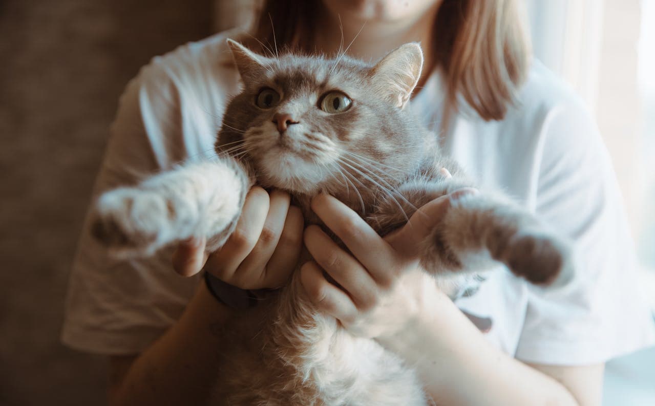why does my kitten follow everywhere around with woman holding her