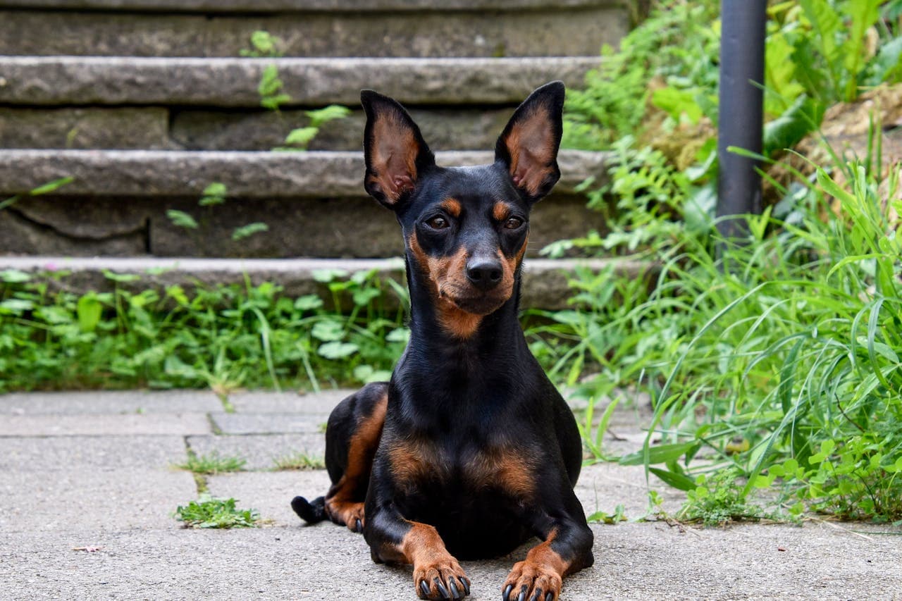 acid reflux in dogs as small dog looks on