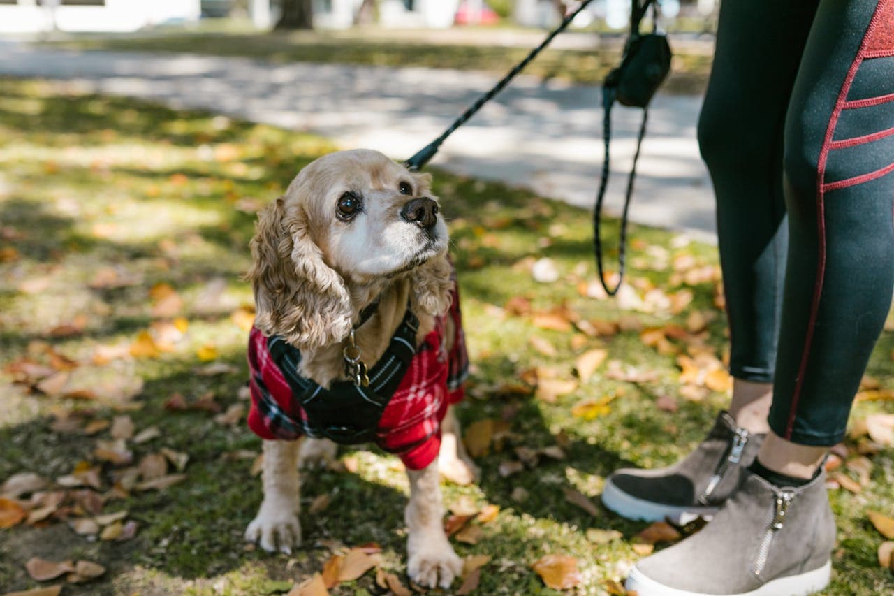 cocker spaniel may have canine flatulence