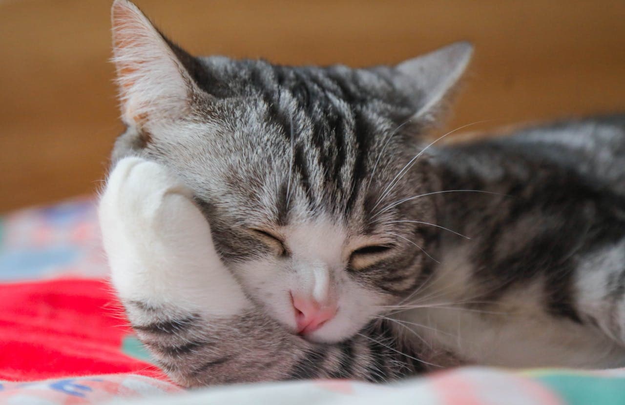 what do cats dream about as kitten sleeps