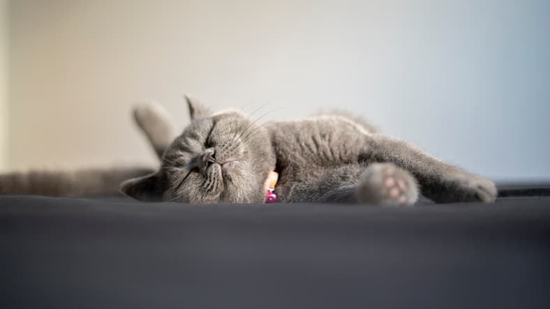 arthritis relief for cats as feline sleeps