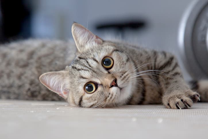 cat ear mites as cute cat looks at camera