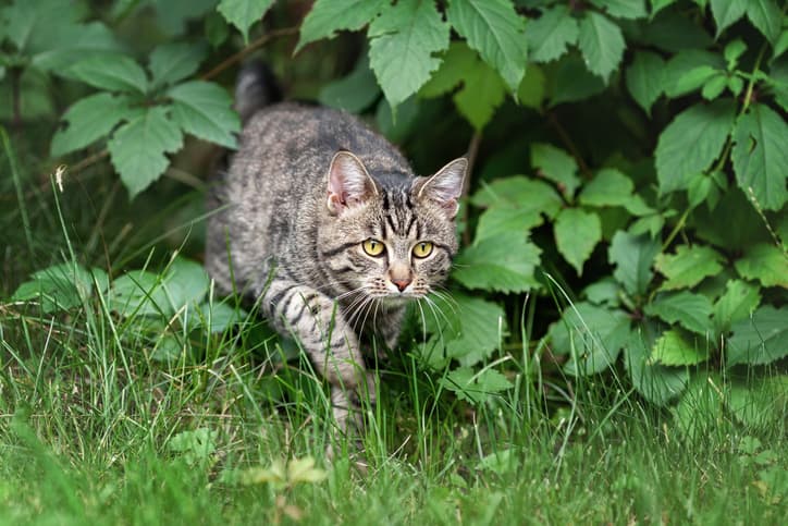 common parasites in cats as feline walks on