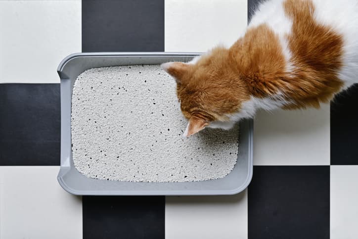 constipation in cats as feline looks at litterbox