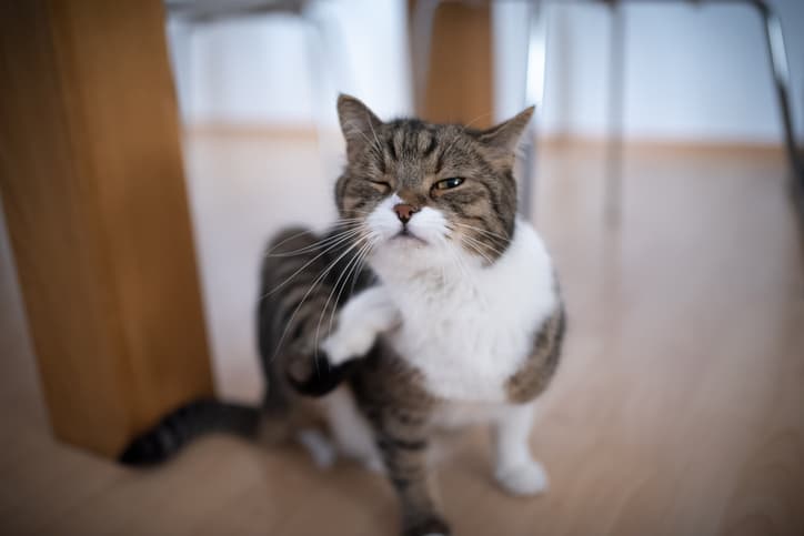 fleas on cats as feline scratches