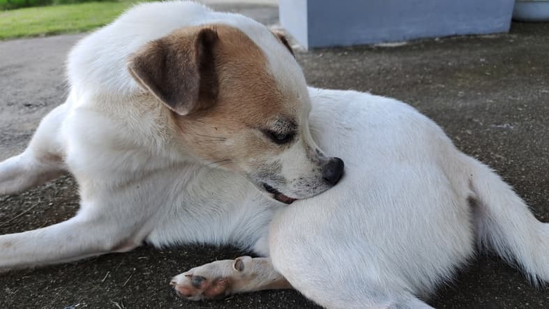 Fleas on Dogs: What They Look Like and How to Stop Them