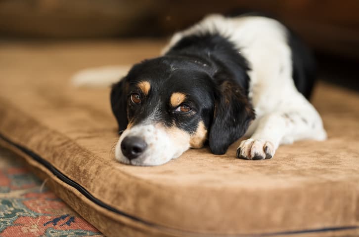 heartworm in dogs as dog looks on