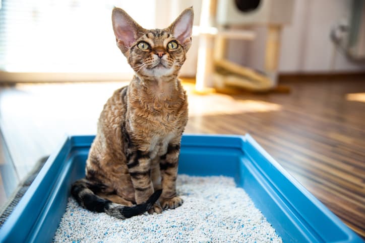 hookworms and roundworms in cats as feline looks on