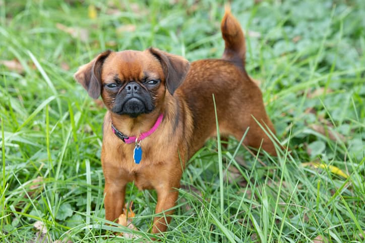 hookworms in dogs can be dangerous as cute pup looks on