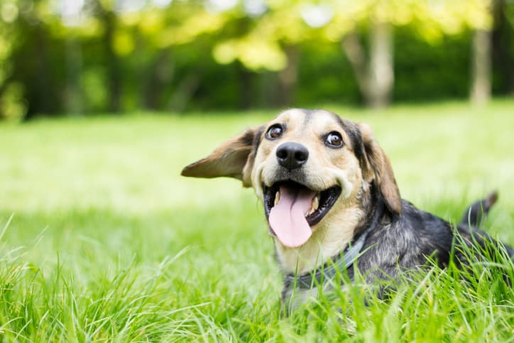 what are roundworms in dogs as dog smiles