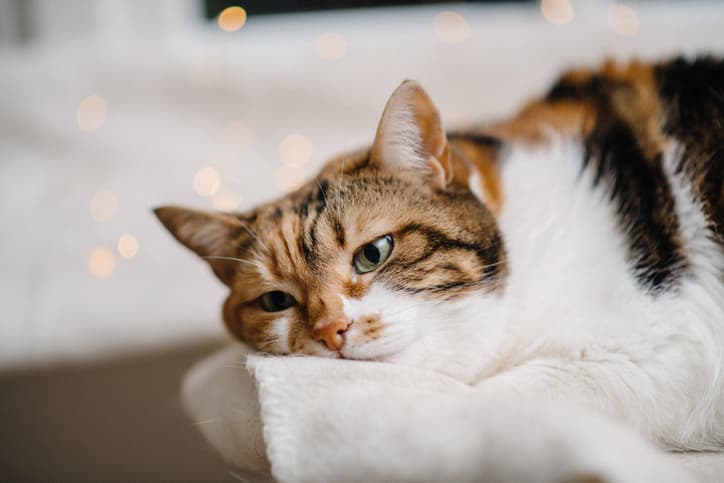 why your cat has diarrhea