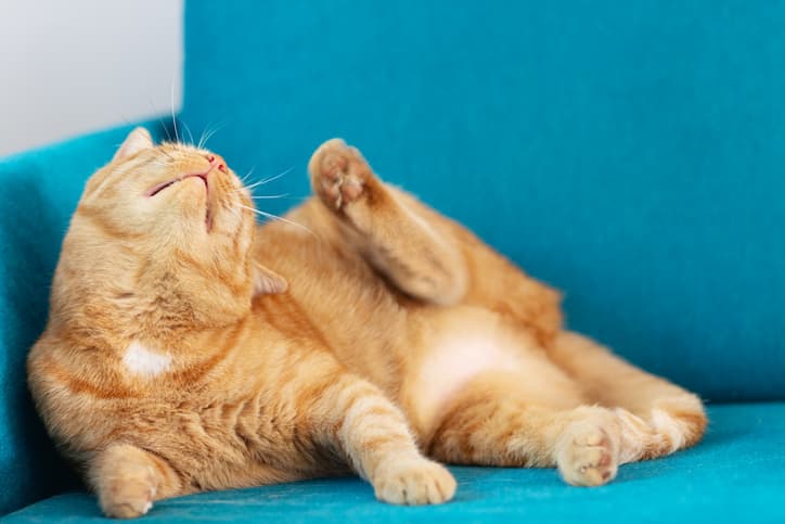 cat on couch may have allergies in cats