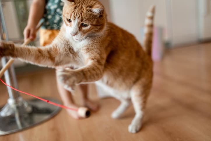 kitten plays showing cat mobility in action
