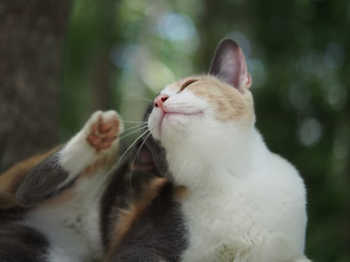 cat scratching ears