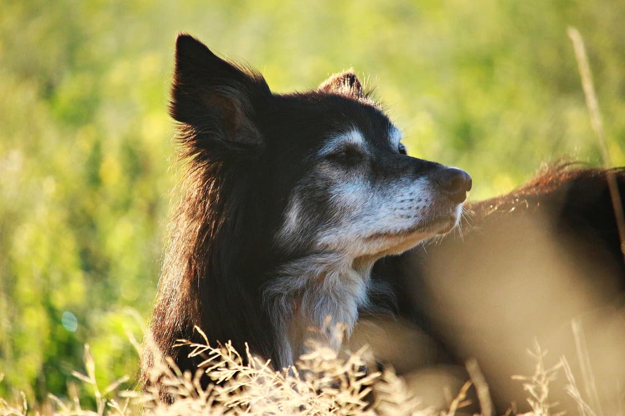 senior dog joint pain as older dog lays in sun