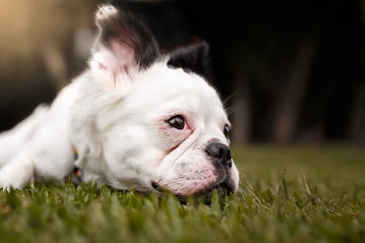 dog has diarrhea