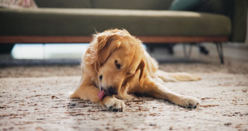 dog licking paws