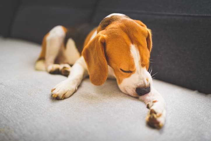 Biting at paw is an indication of hot spots on dogs