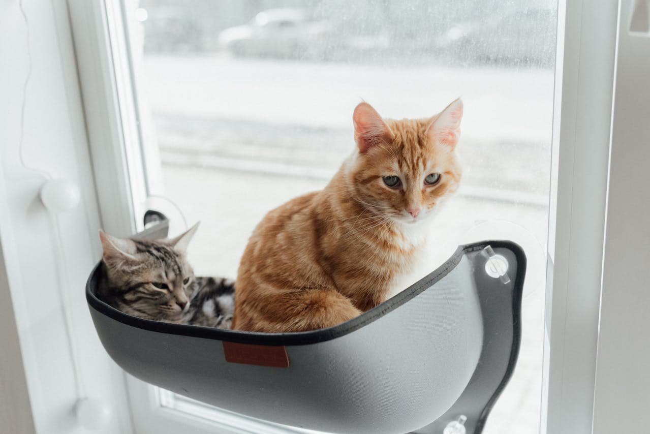cat window perches
