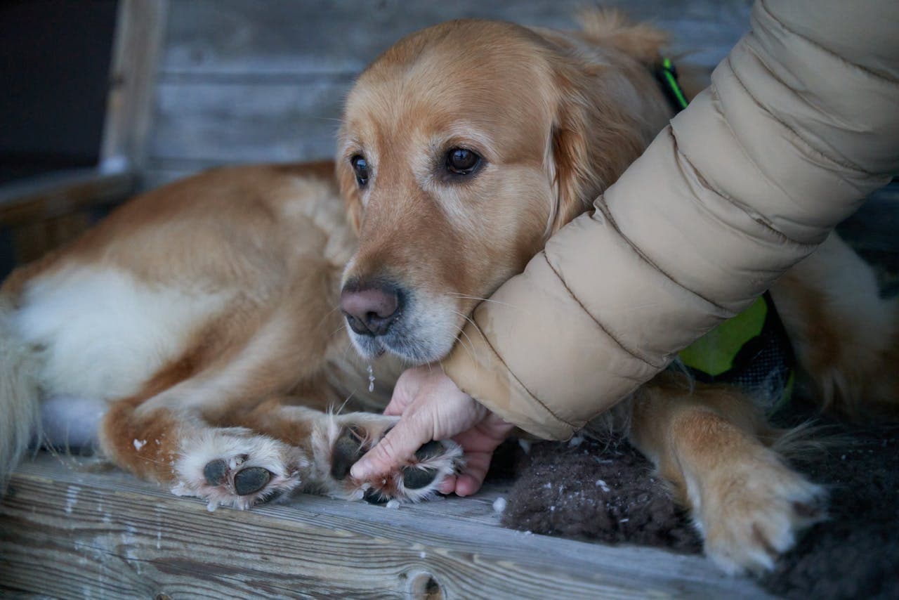 excessive dog drooling as woman comforts dog