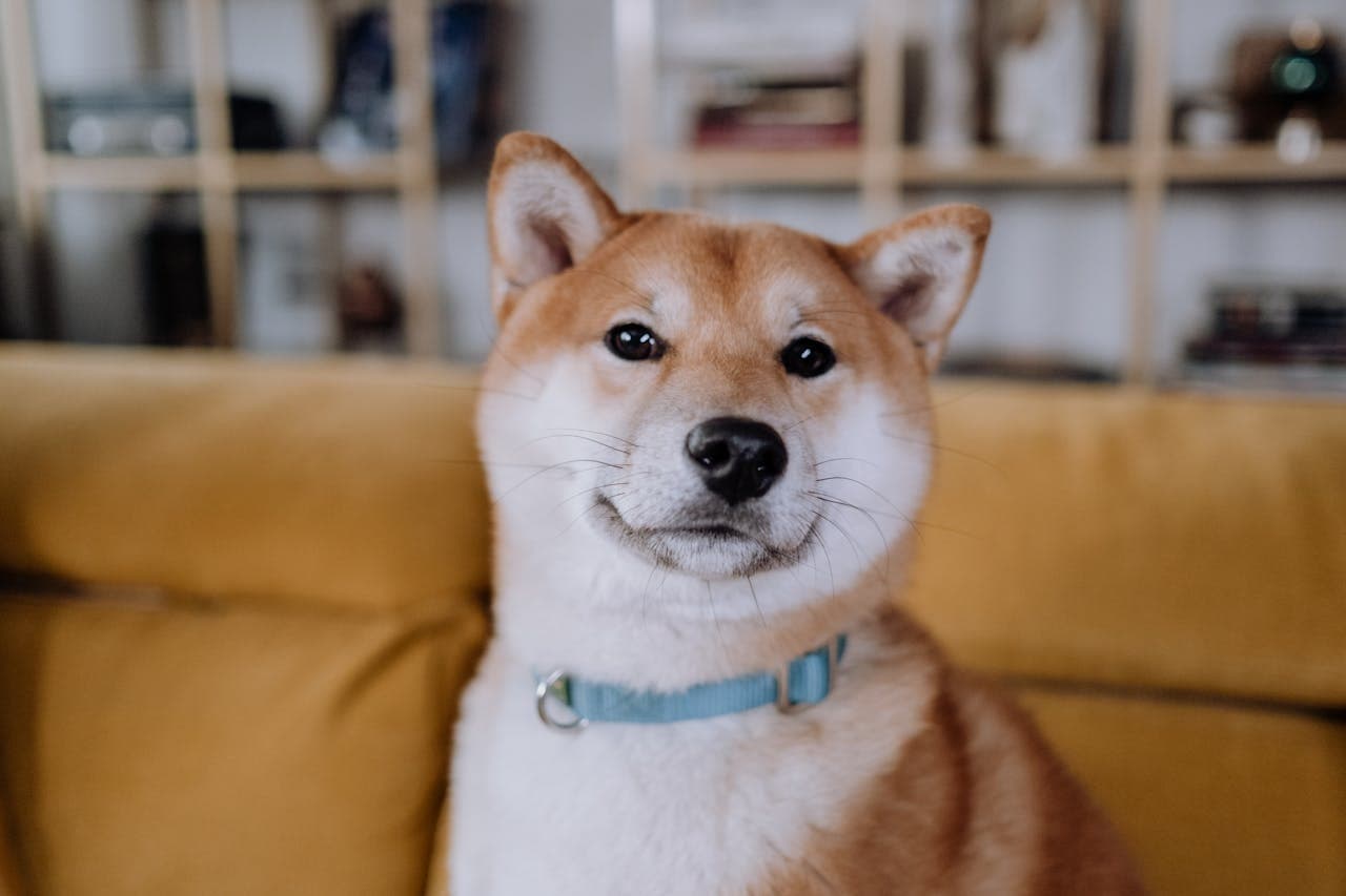 Preventing dog collar accidents as Shiba Inu looks on