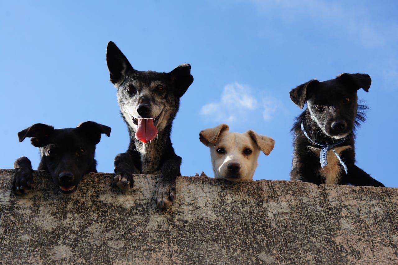 dog with arthritis does size matter as dogs look on