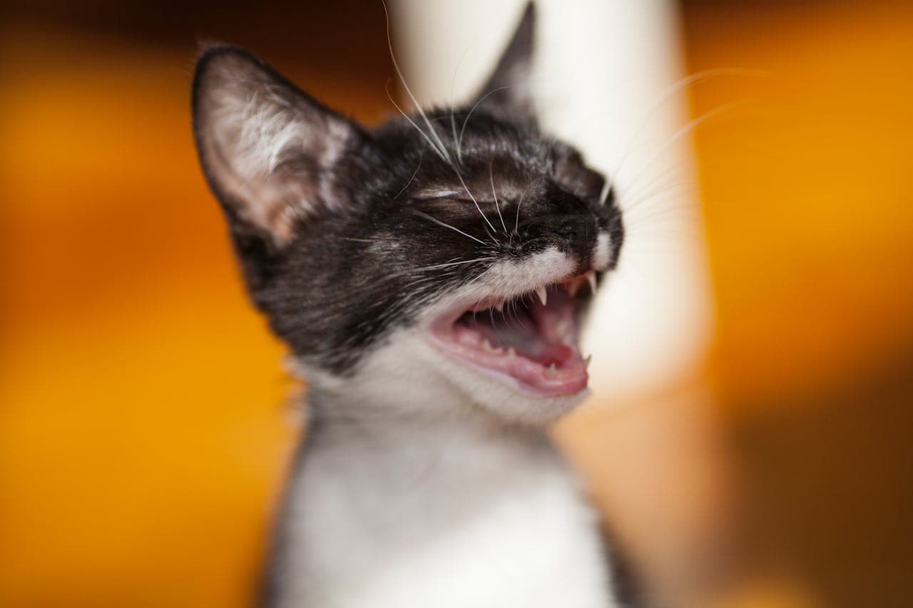 why kittens lose their teeth