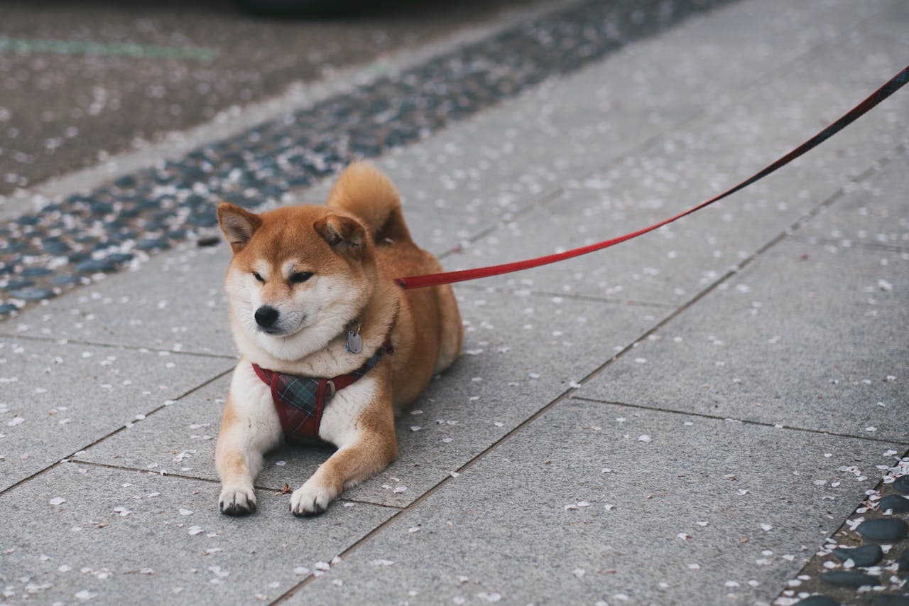 mobility aids for dogs as pup looks on