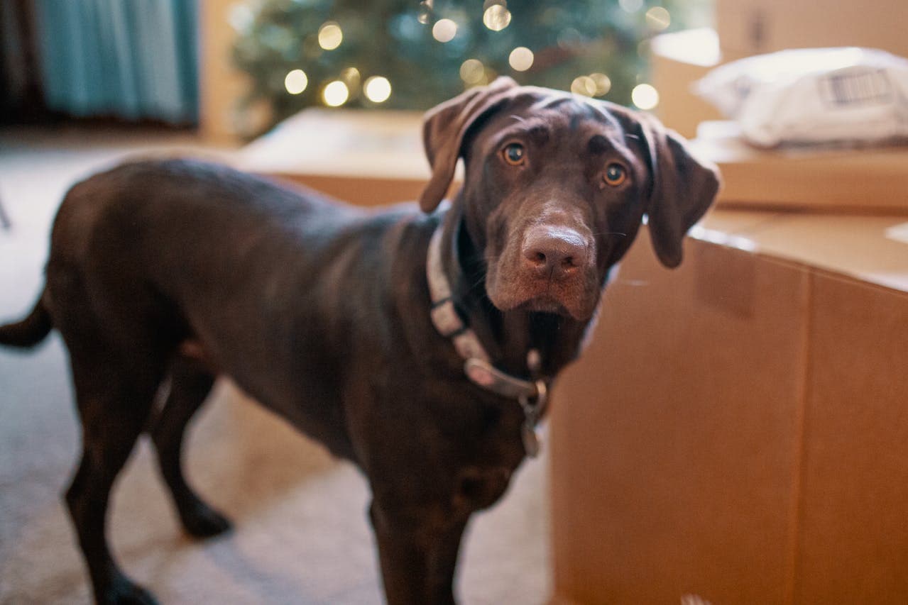 how to choose the right dog collar as Lab looks on