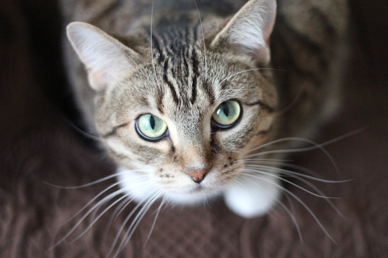 can cats carry bed bugs? cat wonders while looking at owner.