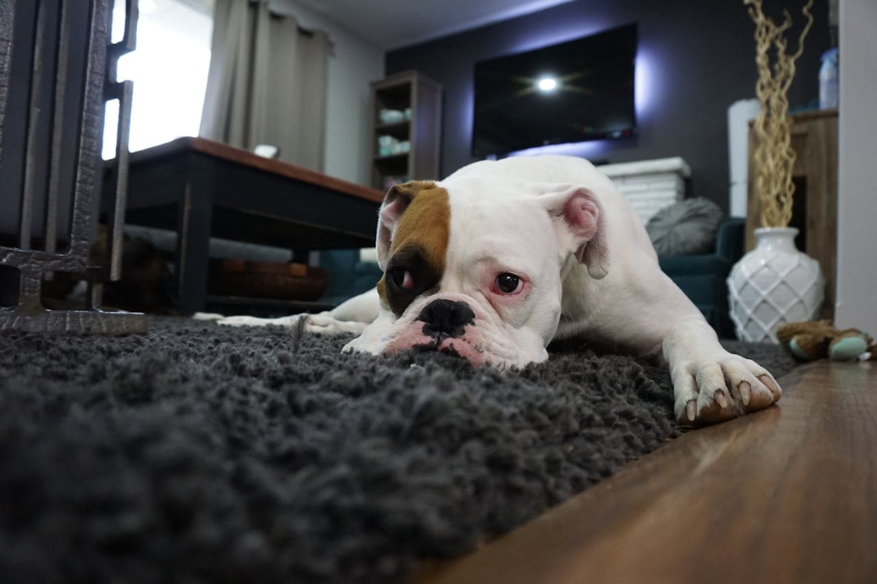 osteoarthritis in dogs as sad dog lays down