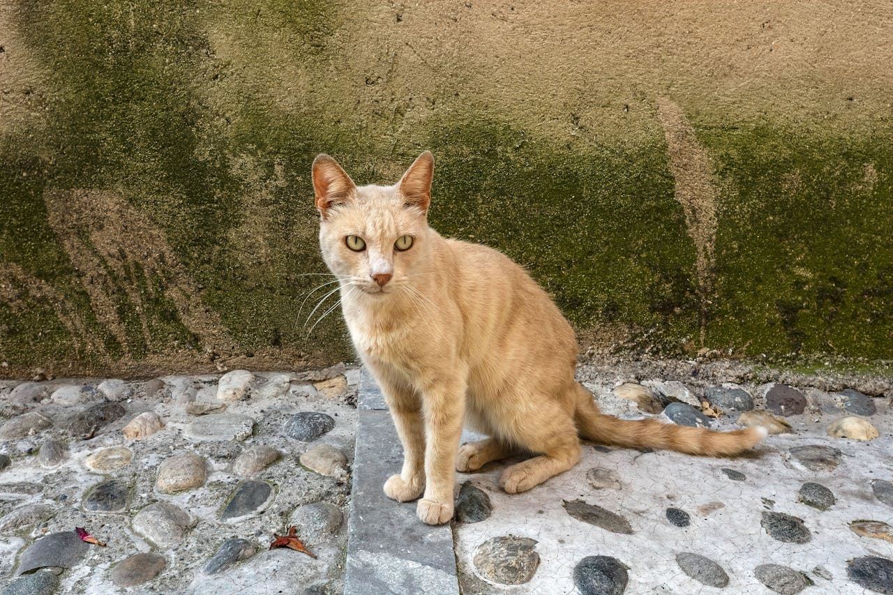 do cats sweat and what to know