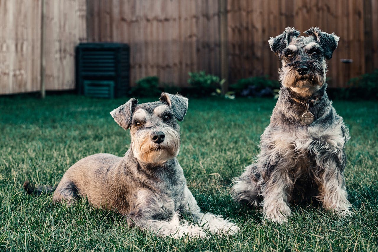 infections of amoeba in dogs as mini schnauzers look on