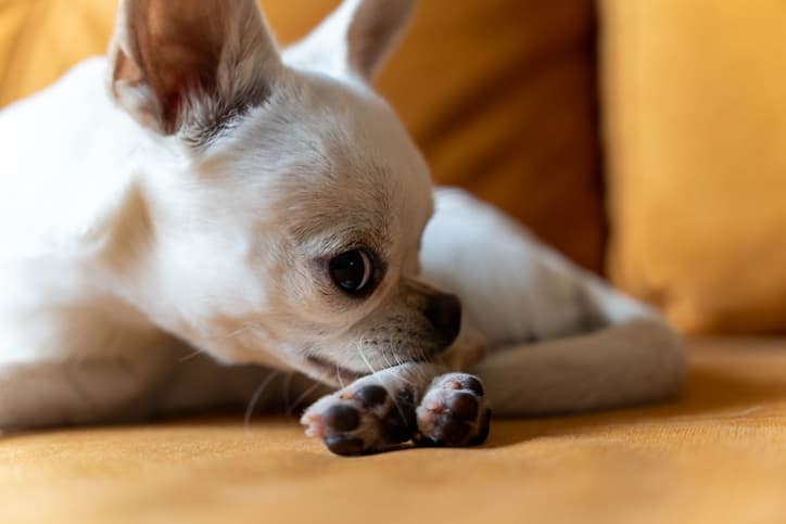 skin issues in dogs as little pup bites his paw